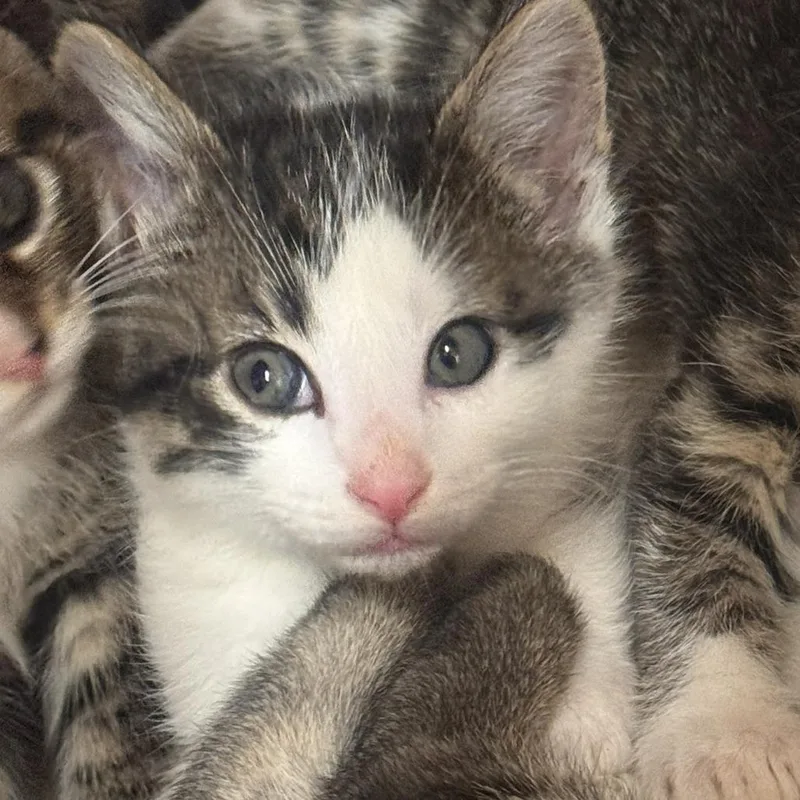 A baby small-sized male Brown / Chocolate Domestic Short Hair cat named Odysseus for adoption in Starkville, MS