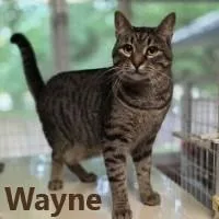 Wayne thumbnail 2