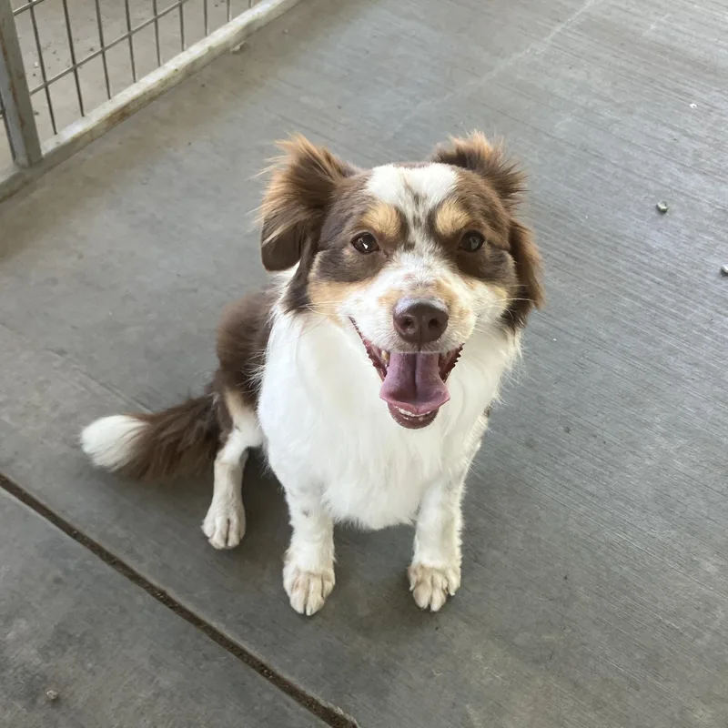 A young small-sized male Red / Chestnut / Orange Australian Shepherd dog named Gonzo for adoption in St. Anthony, ID