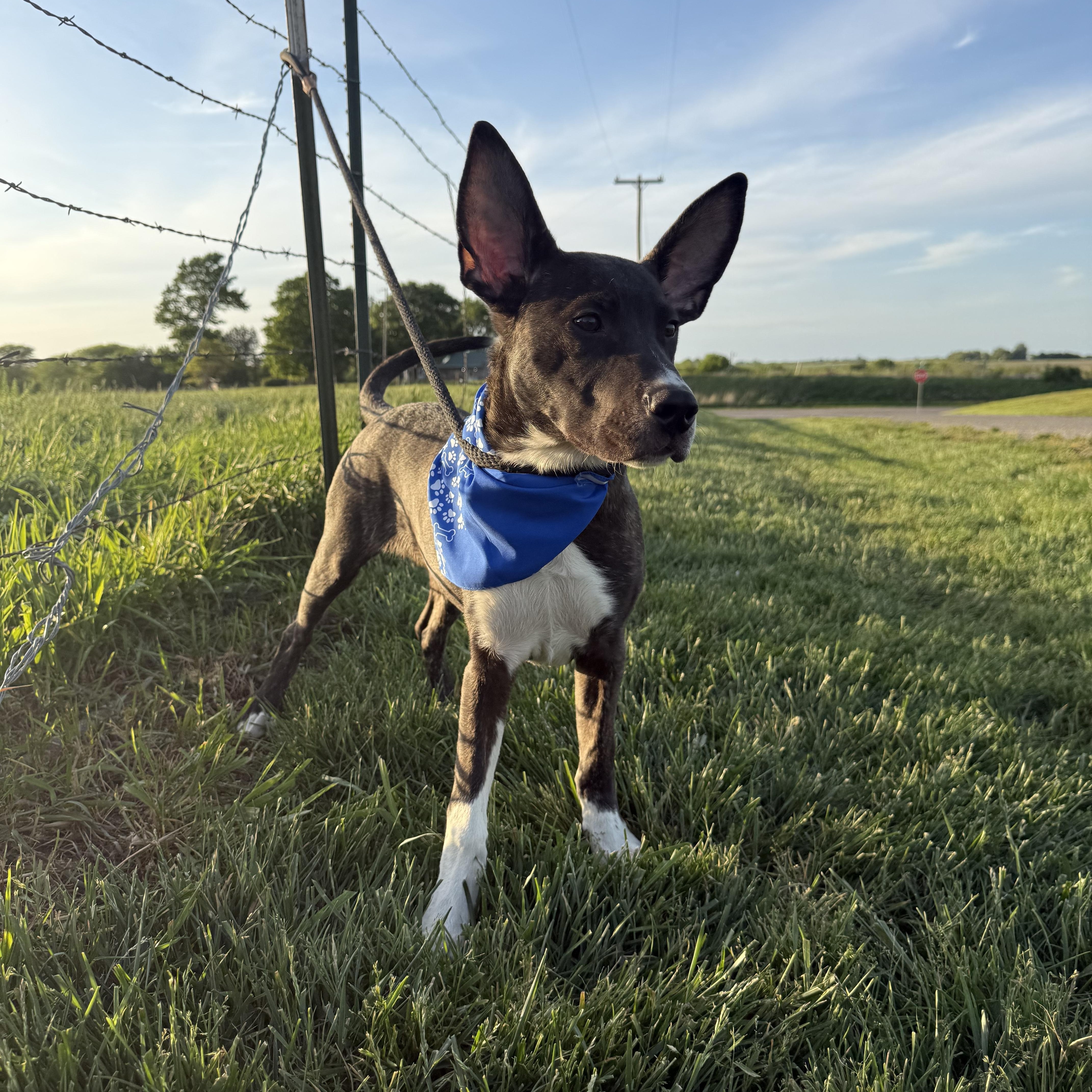 Meeko Aka Radar