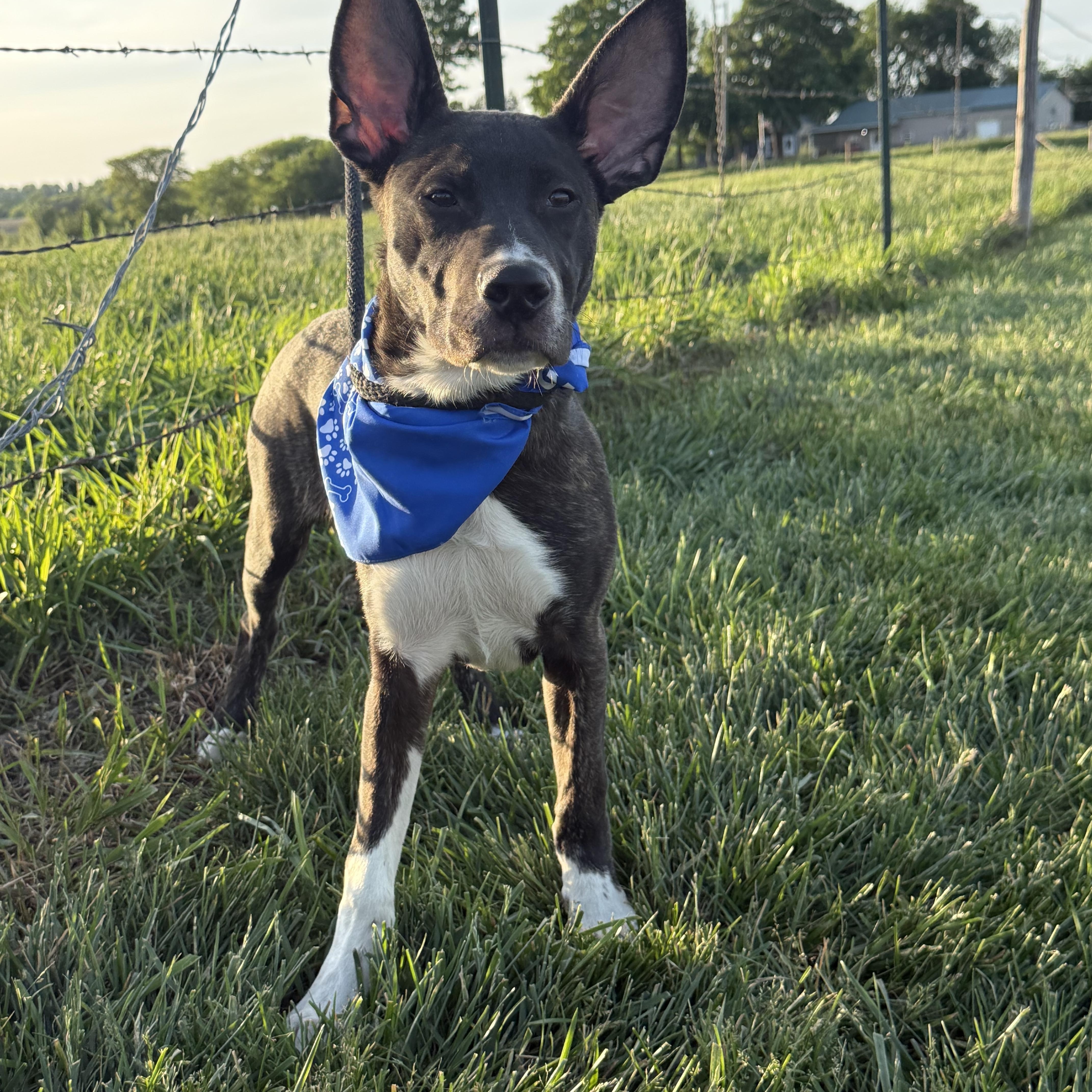 Meeko Aka Radar thumbnail 2