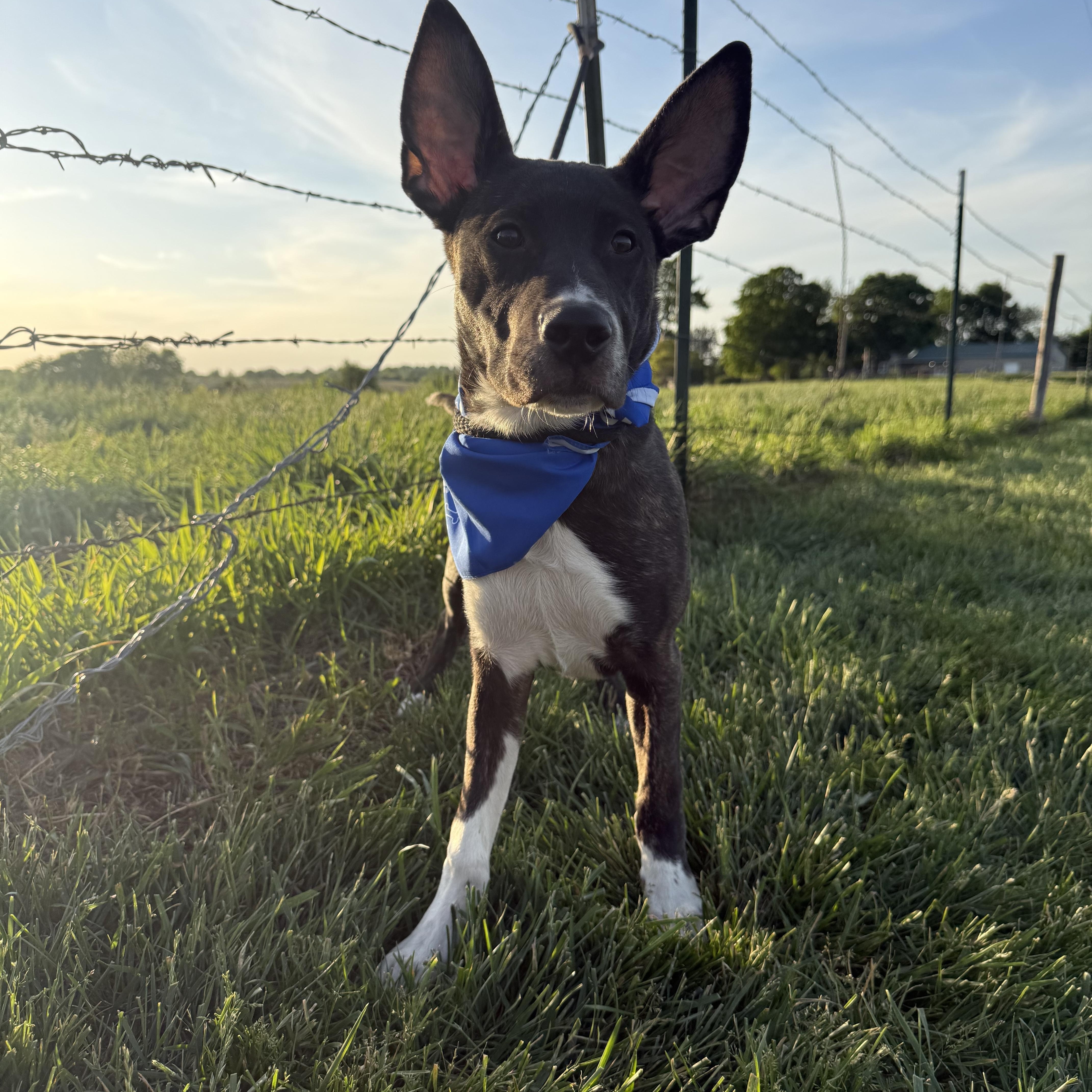 Meeko Aka Radar thumbnail 3