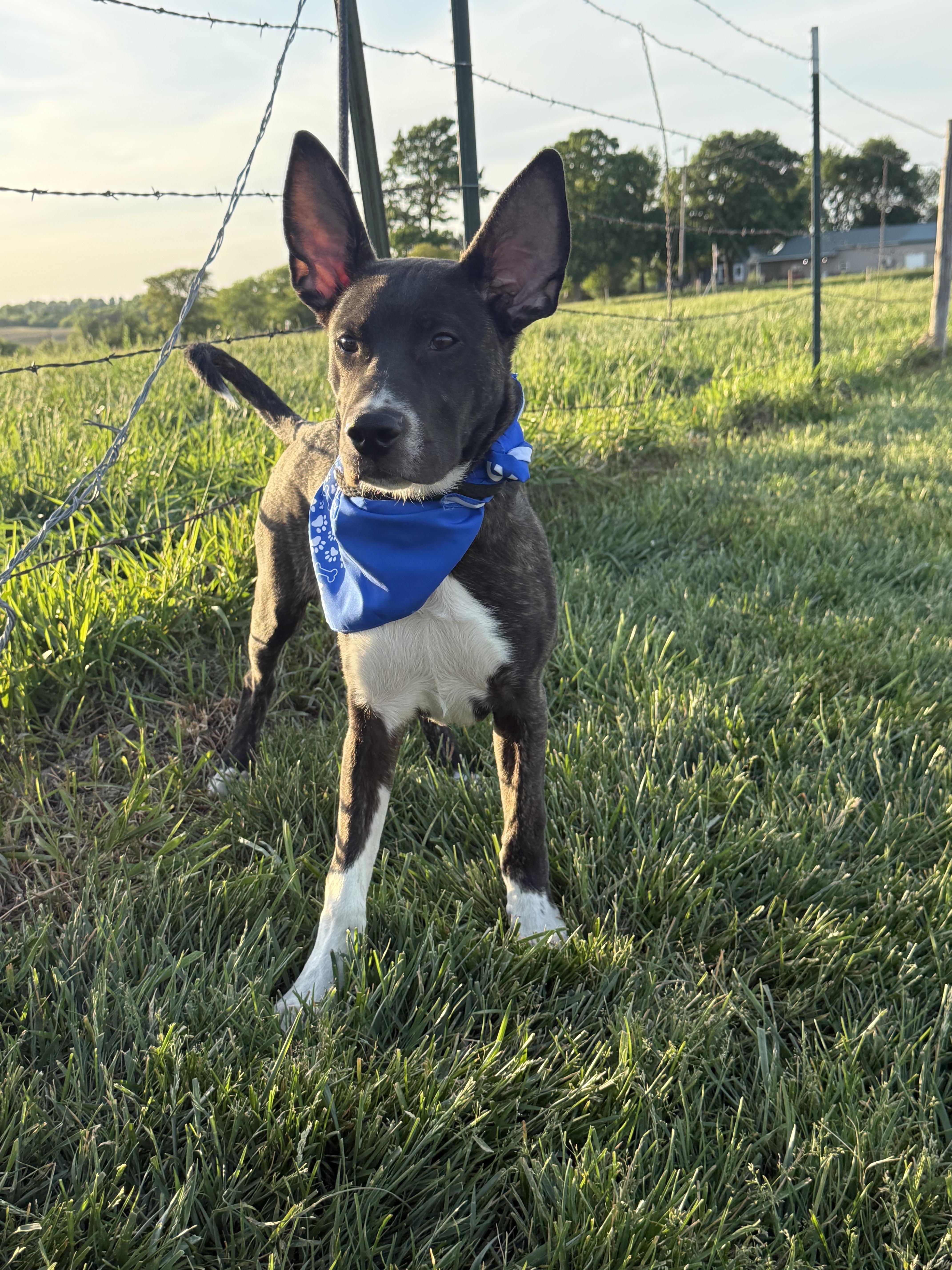 Meeko Aka Radar thumbnail 4