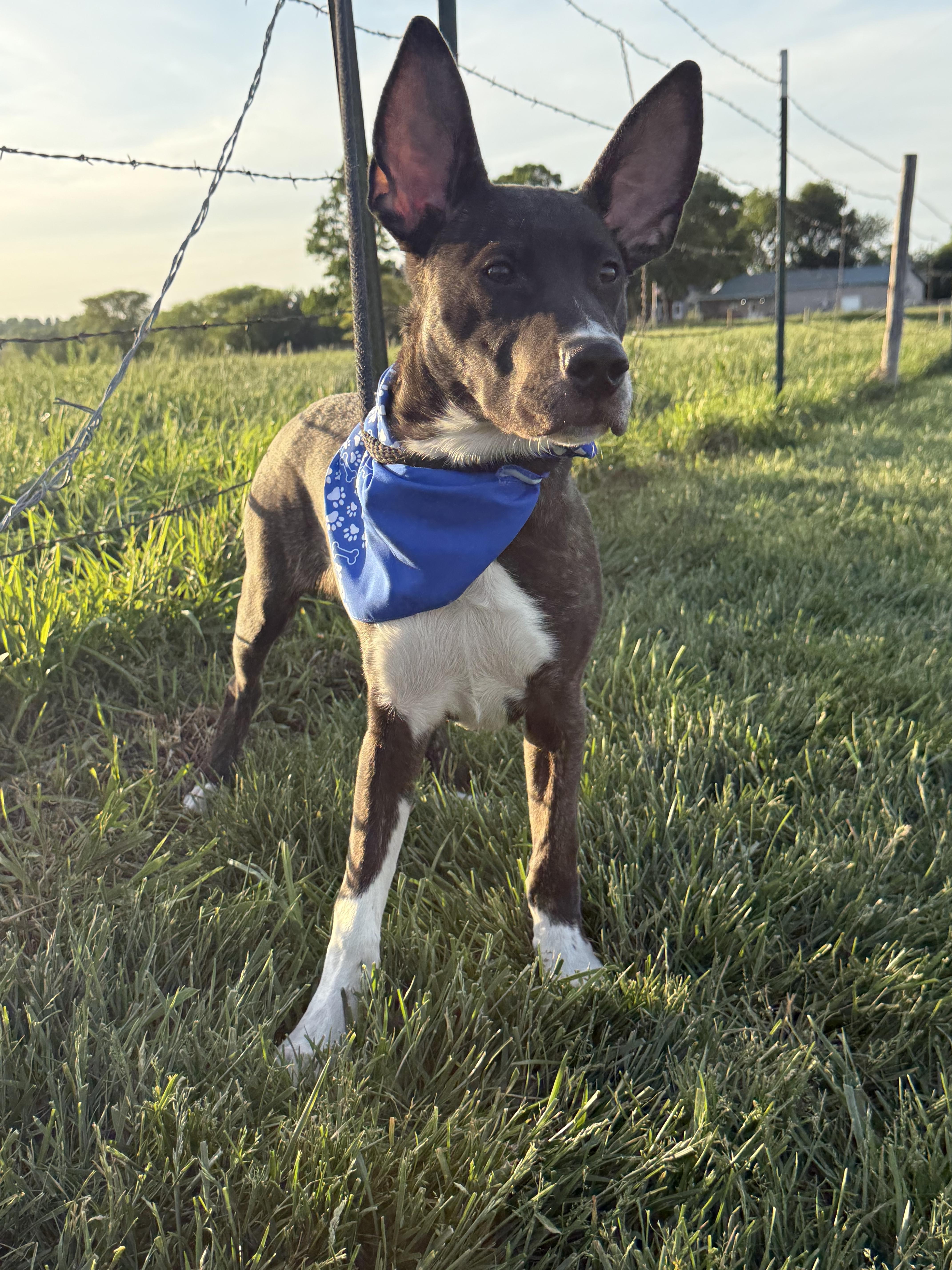 Meeko Aka Radar thumbnail 5