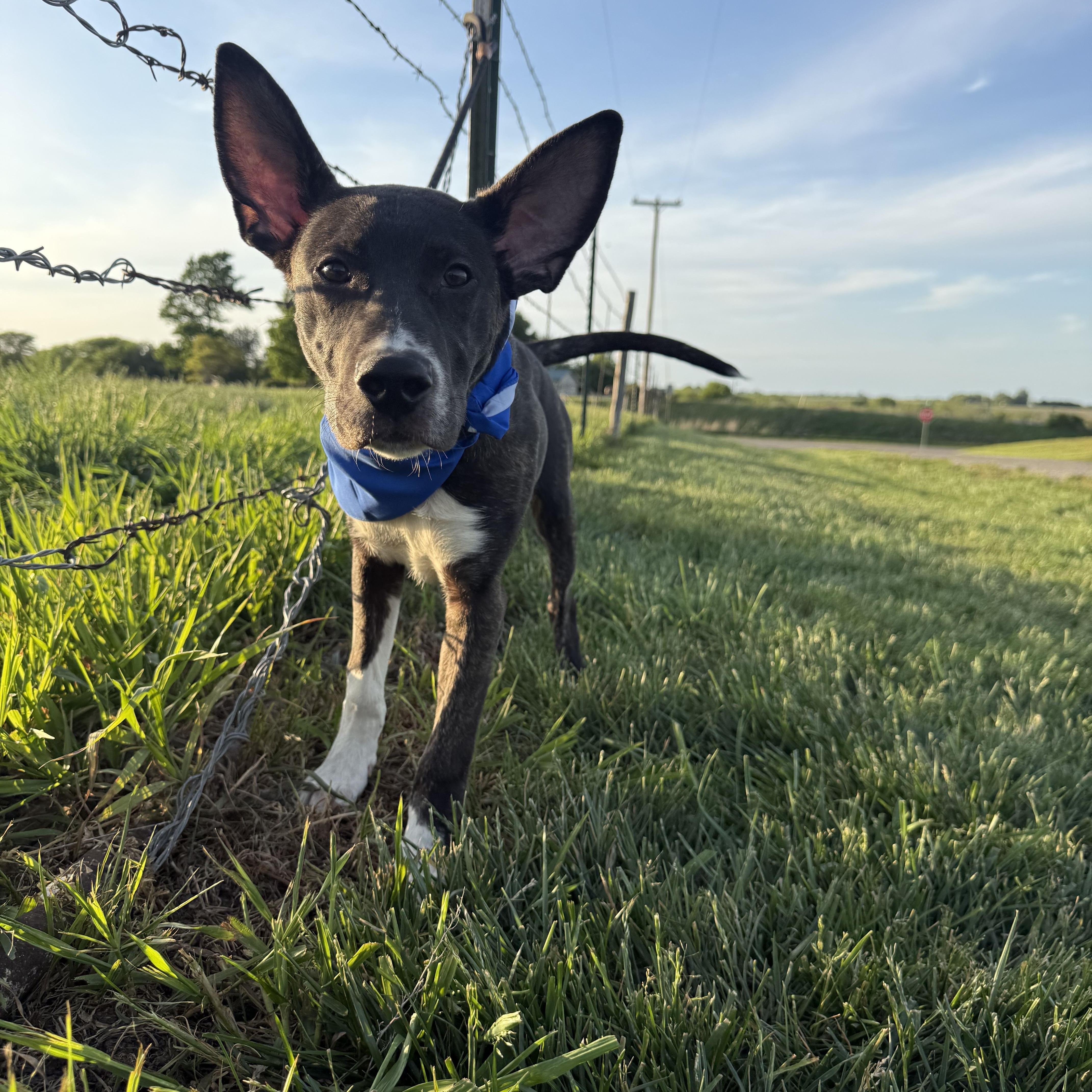 Meeko Aka Radar thumbnail 6