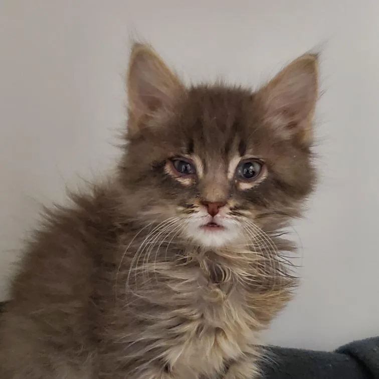 A baby small-sized male Gray / Blue / Silver Domestic Medium Hair cat named Leo for adoption in Phoenix, AZ