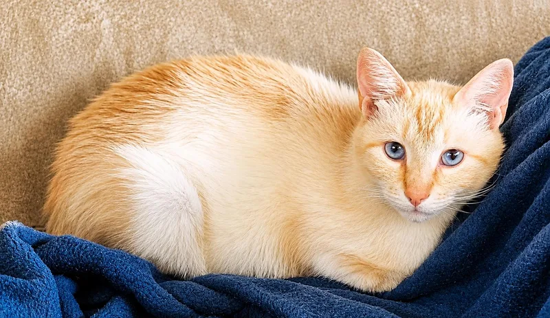 An adult medium-sized female Cream Point Siamese cat named Aurora for adoption in Pinedale, WY