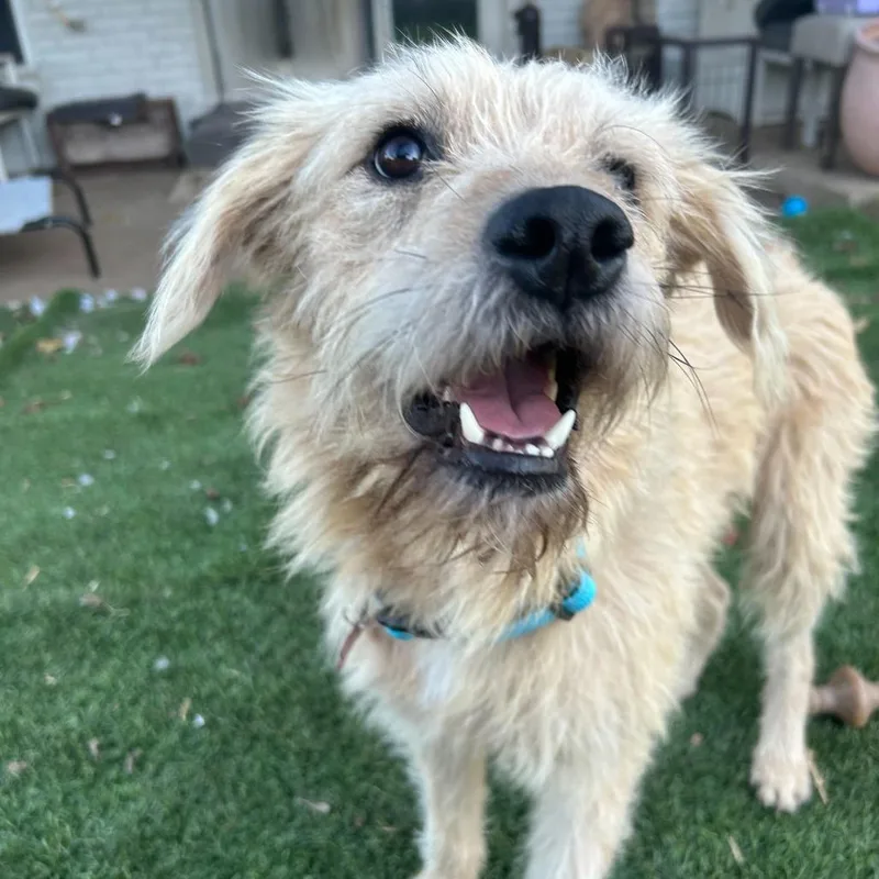 An adult medium-sized male Yellow / Tan / Blond / Fawn Terrier dog named Baxter for adoption in Dallas, TX