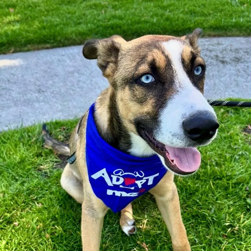 A young medium-sized male Husky dog named Milo for adoption in San Juan Capistrano, CA