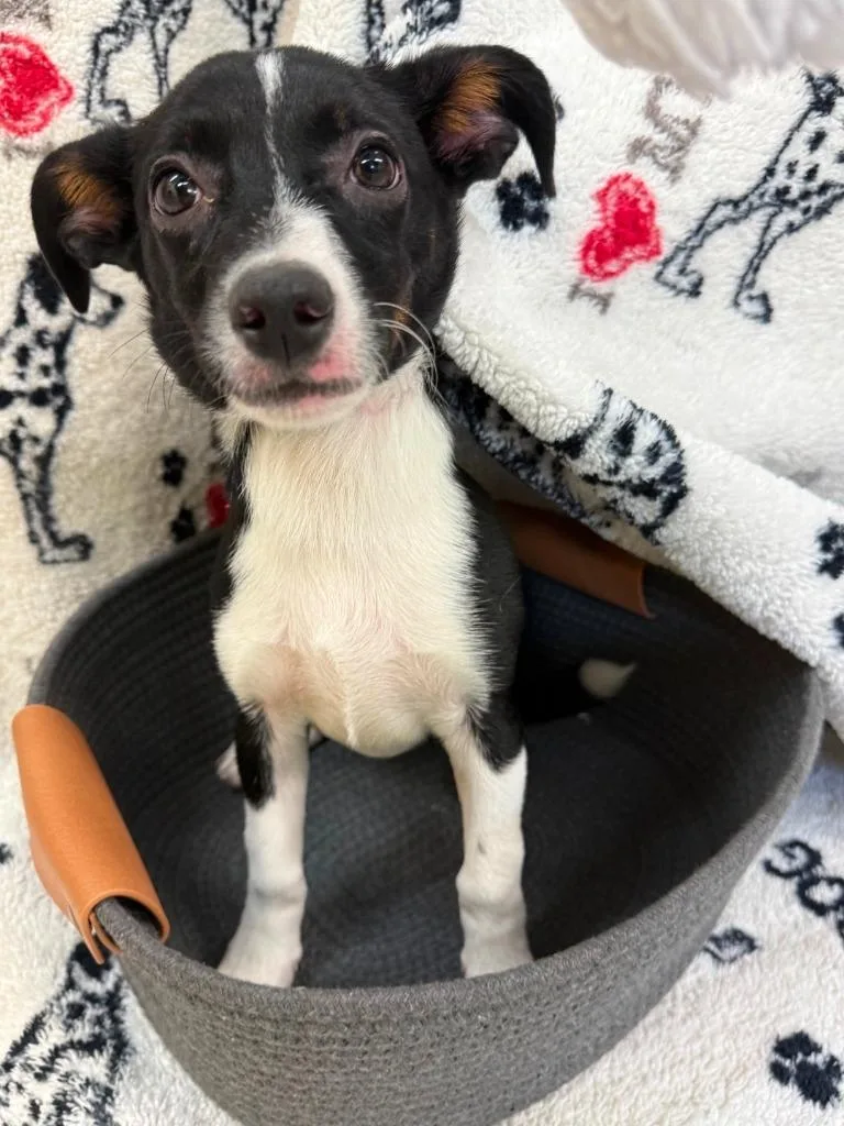A baby small-sized female Terrier dog named Shawnie Blue Collar for adoption in Syracuse, IN