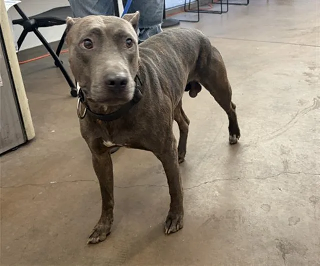 A young large-sized male Mixed Breed dog named Lance for adoption in Dallas, TX