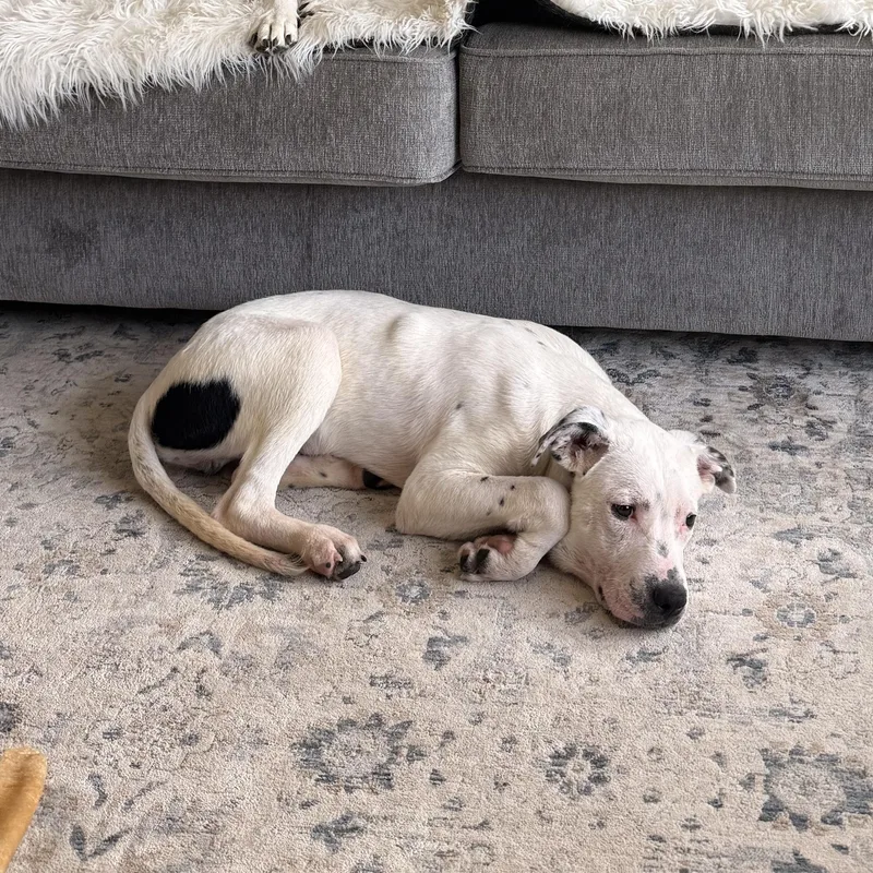 A baby large-sized male Dalmatian dog named Benny Boy for adoption in Dallas, TX