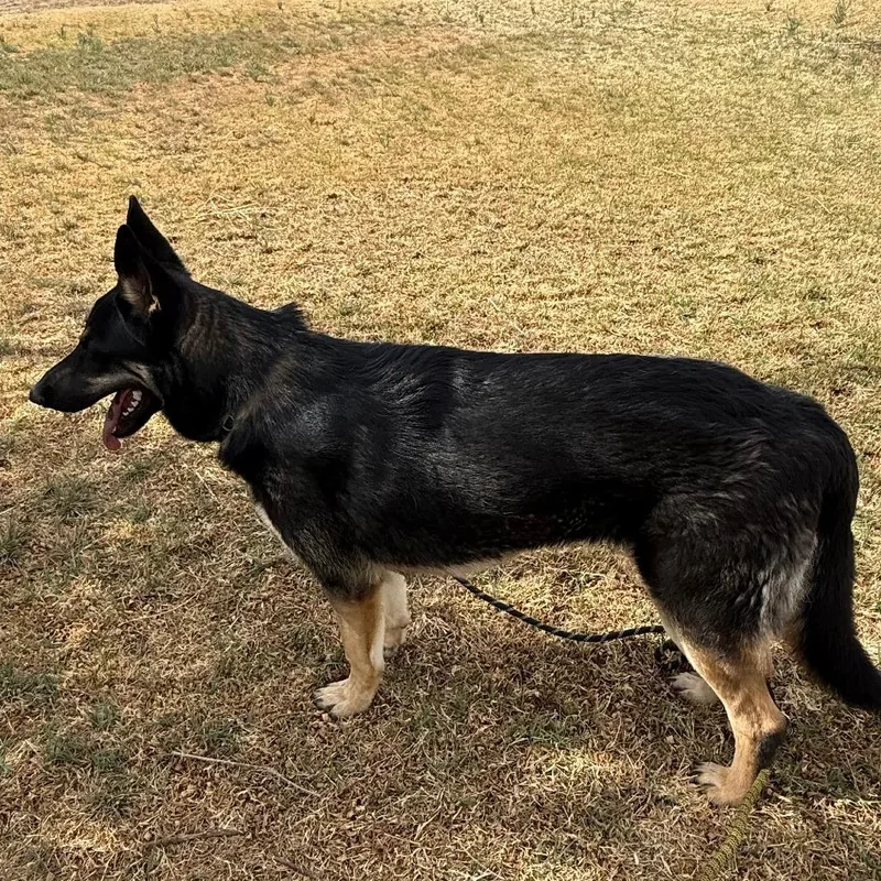 A young medium-sized male Black German Shepherd Dog dog named Logan for adoption in Kanab, UT