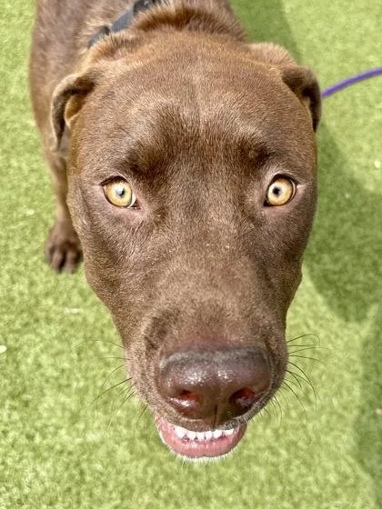 A young large-sized male Mixed Breed dog named Dubai Chocolate for adoption in Wichita, KS