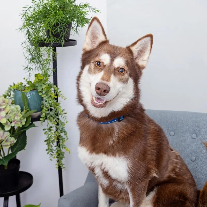 An adult medium-sized female Siberian Husky dog named Lexi for adoption in Los Angeles, CA