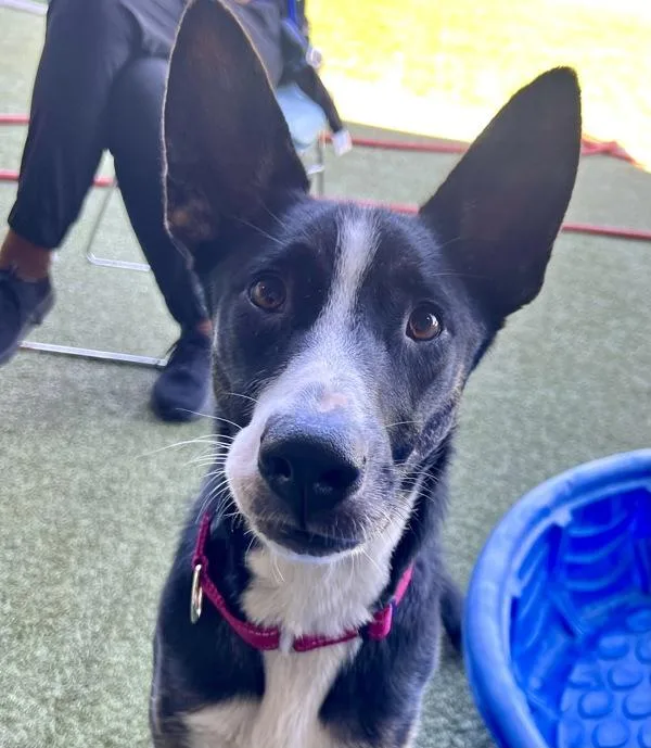 A young medium-sized female English Shepherd dog named Kennedy for adoption in El Cajon, CA