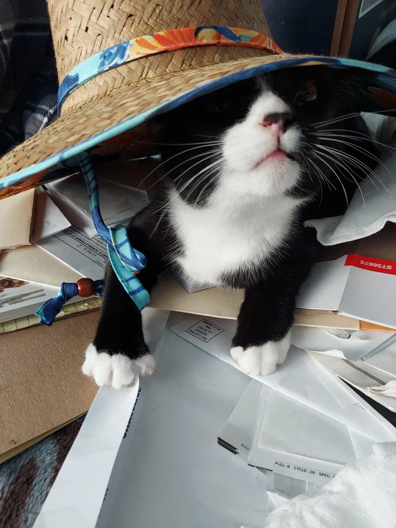 Charlotte thumbnail 2