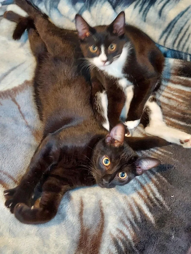 Charlotte thumbnail 3