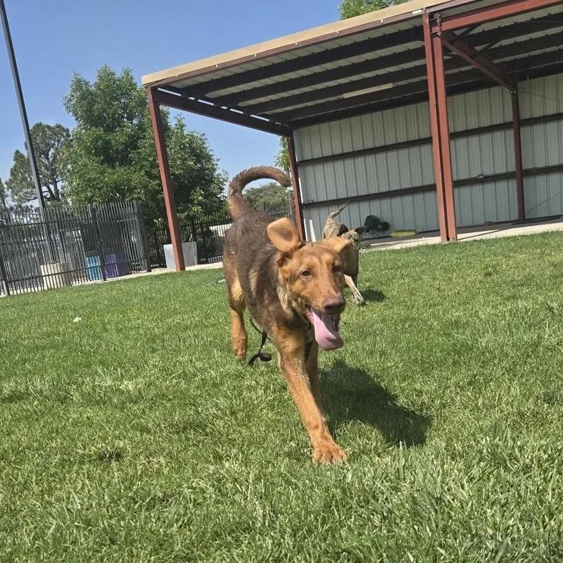 A young medium-sized male Red / Chestnut / Orange Doberman Pinscher dog named Snuggie for adoption in Albuquerque, NM