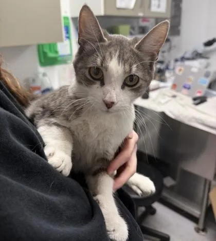 An adult medium-sized female Domestic Short Hair cat named Oni for adoption in West Chester, PA