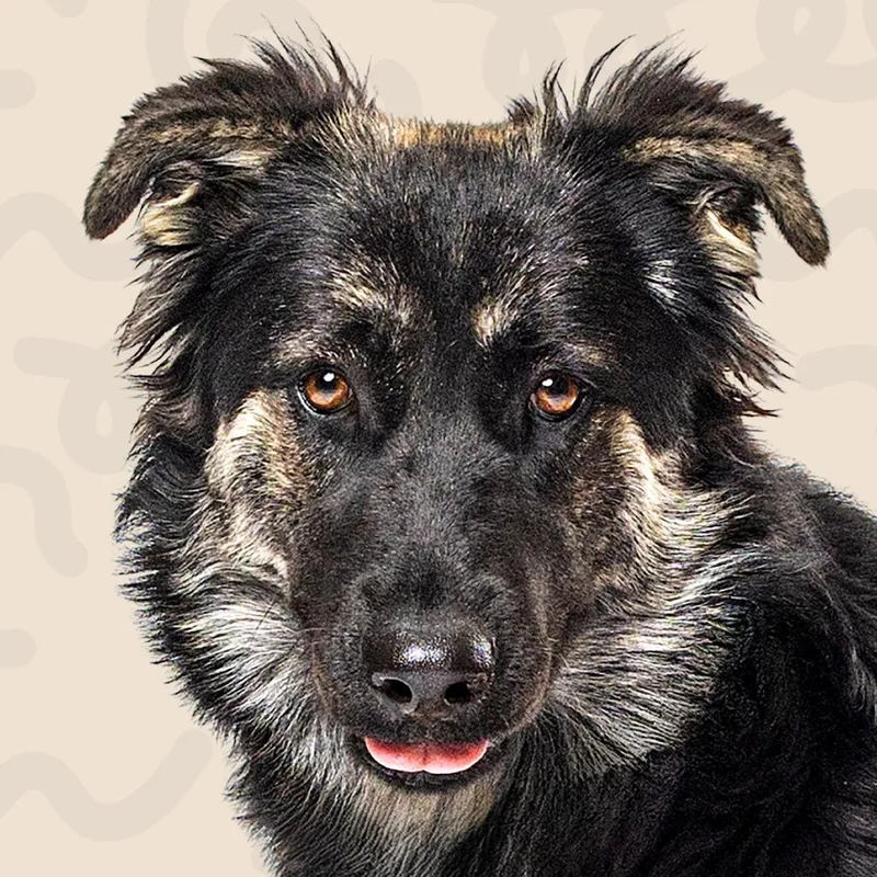 A young medium-sized female Black German Shepherd Dog named Floop for adoption in Reno, NV