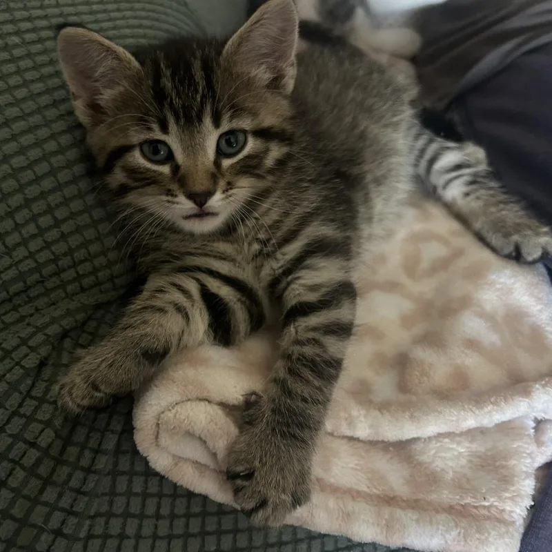 A baby small-sized female Brown / Chocolate Domestic Short Hair cat named Charlie for adoption in Edwardsville, IL