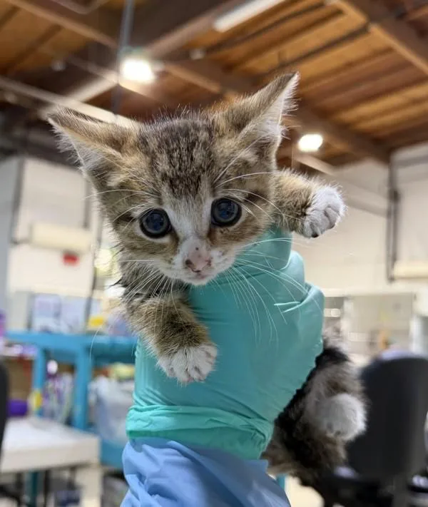 A baby small-sized female Domestic Short Hair cat named Jane for adoption in Escondido, CA