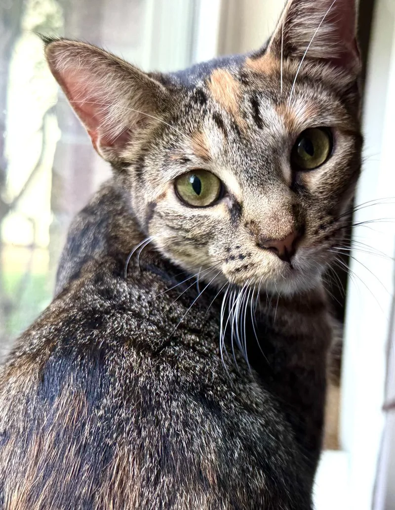 Clementine