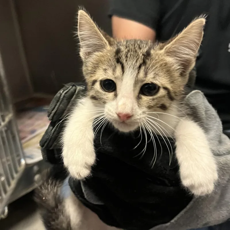 A baby small-sized male Gray / Blue / Silver Domestic Short Hair cat named Jacaerys for adoption in Edinburg, TX