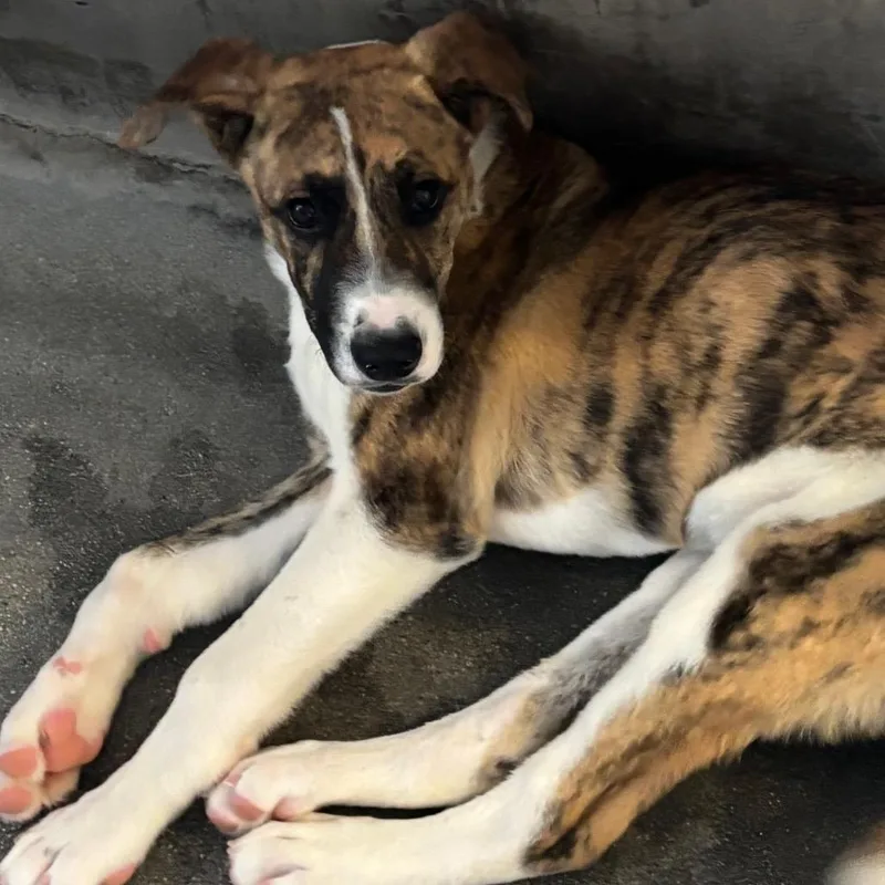 A baby small-sized male Brindle Pit Bull Terrier dog named Bryan A for adoption in Mission Hills, CA
