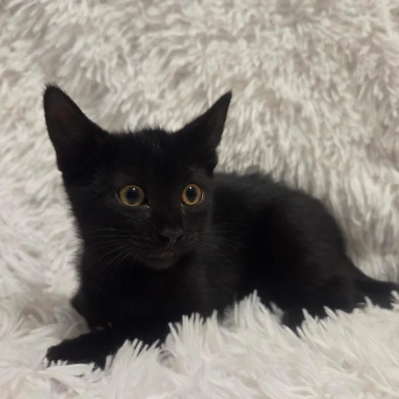 A baby small-sized female Black Domestic Short Hair cat named Cortado for adoption in Brea, CA