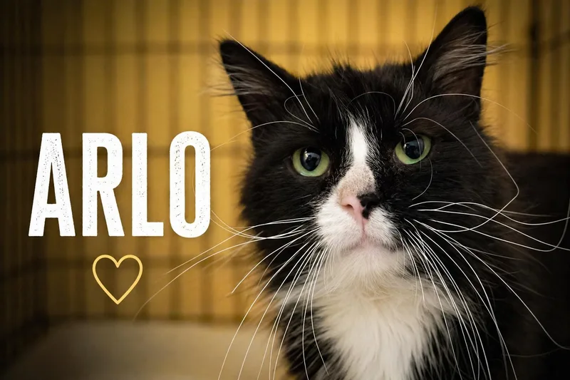Arlo thumbnail 3