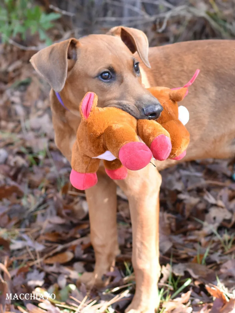 A young medium-sized male Rhodesian Ridgeback dog named Macchiato for adoption in Houston, TX