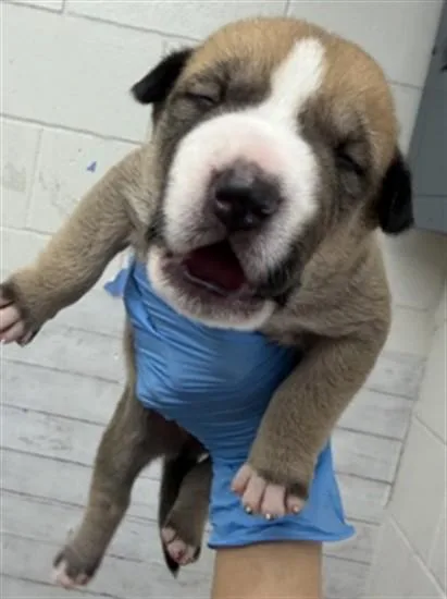 A baby small-sized male Pit Bull Terrier dog named Neptune for adoption in San Bernardino, CA