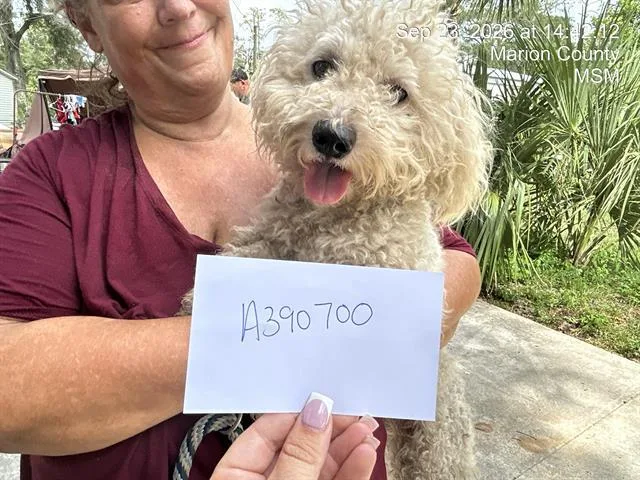 An adult small-sized male Bichon Frise dog named Booboo for adoption in Ocala, FL