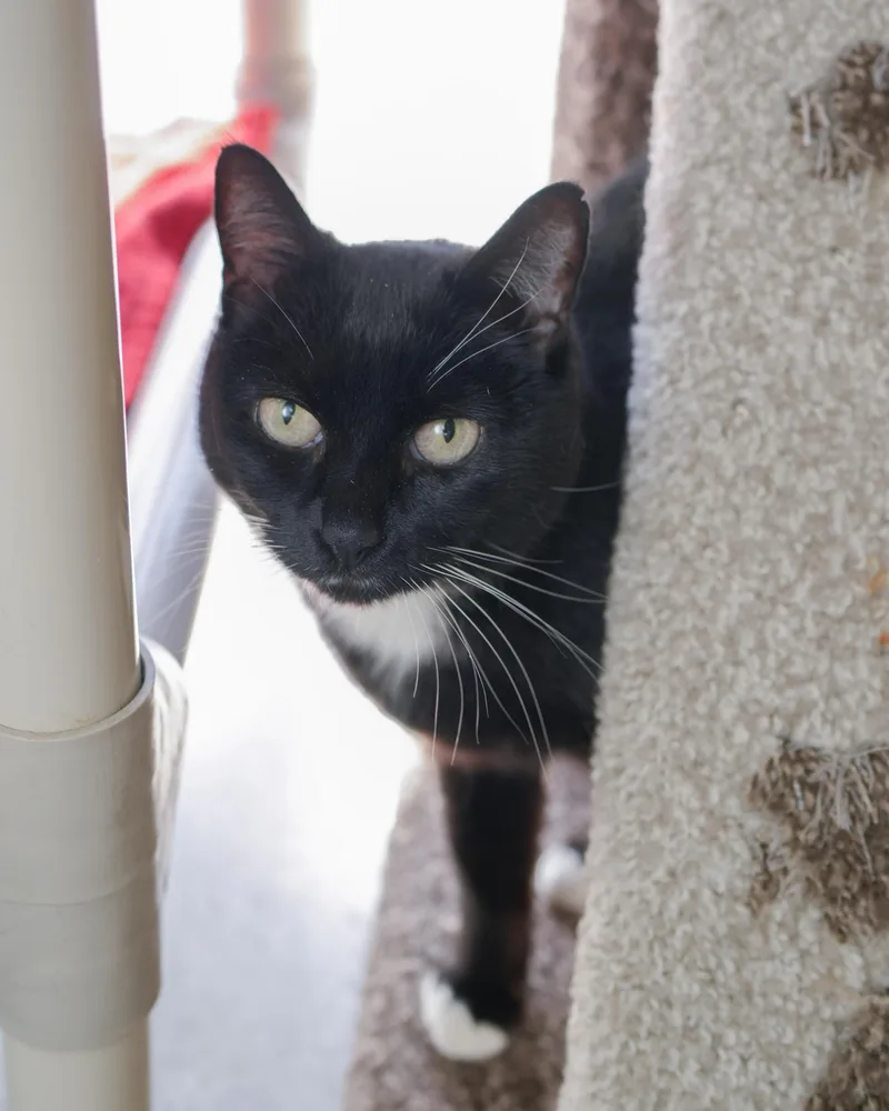 An adult medium-sized female Black & White / Tuxedo Domestic Short Hair cat named Mitty for adoption in Boise, ID