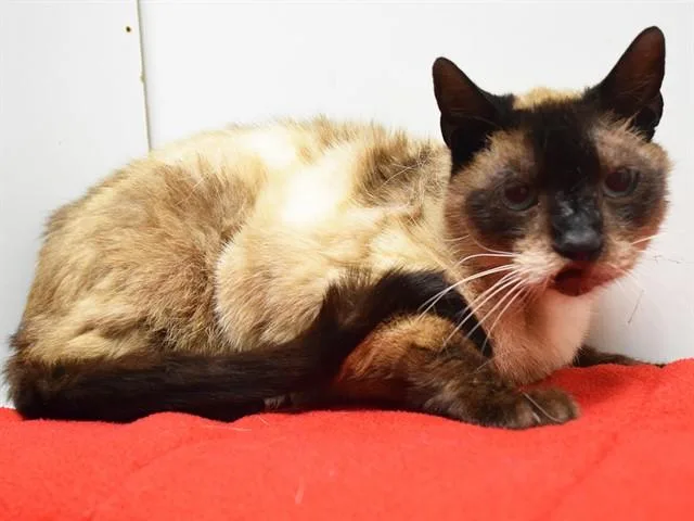 A senior medium-sized male Siamese cat named Jr. for adoption in Sacramento, CA