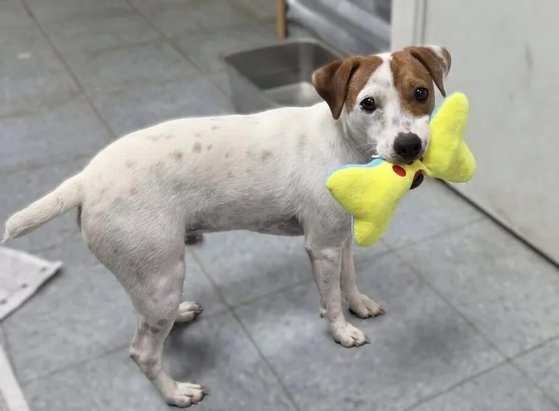 A young small-sized male Tricolor (Brown, Black, & White) Jack Russell Terrier dog named Mario for adoption in Washington, DC