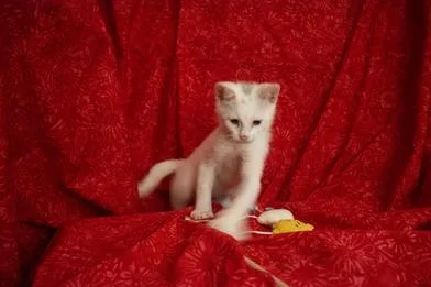 A baby medium-sized male White Domestic Short Hair cat named Smudge for adoption in Liverpool, TX
