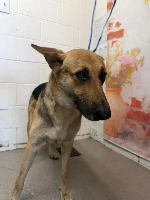 A young large-sized female German Shepherd Dog dog named Peony for adoption in San Bernardino, CA