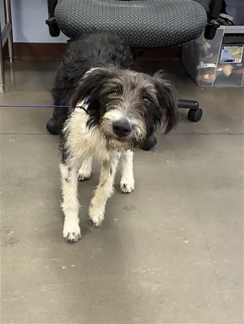 A young large-sized female Poodle dog named Beauty for adoption in Phoenix, AZ