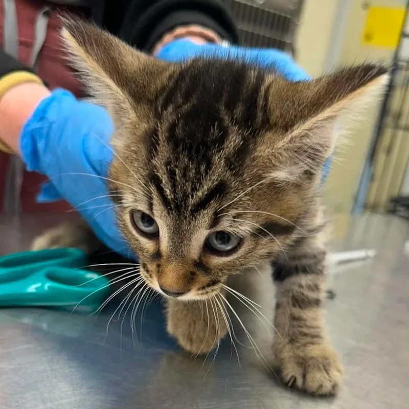 A baby small-sized male Brown / Chocolate Domestic Short Hair cat named Wemby for adoption in Bastrop, TX