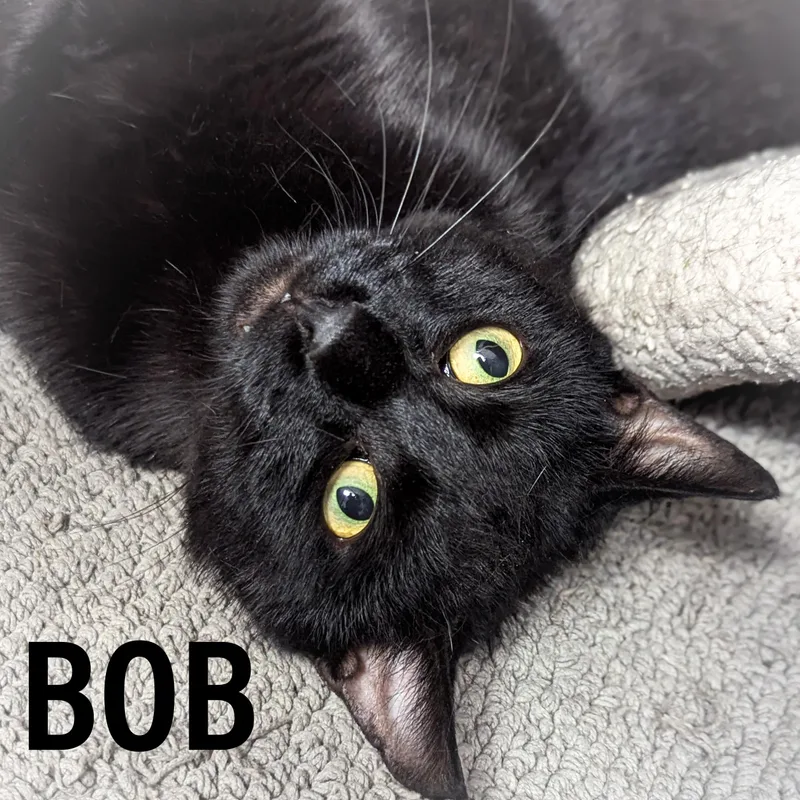 Bob