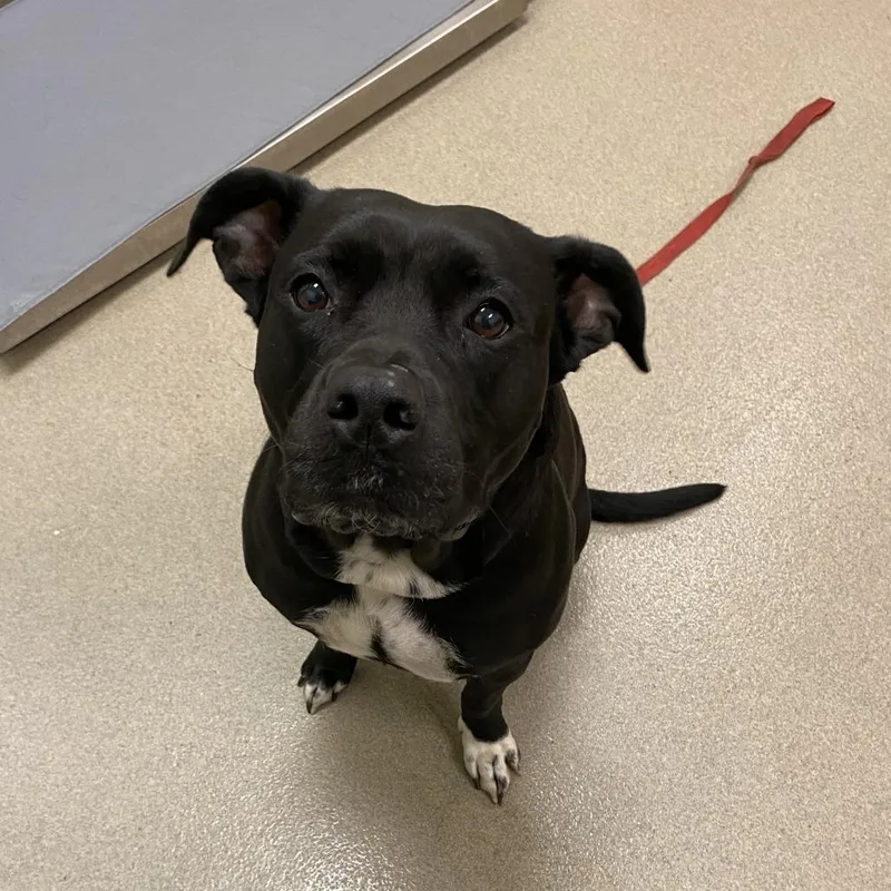 A baby medium-sized female Black Pit Bull Terrier dog named Chanel Cc for adoption in Lynchburg, VA