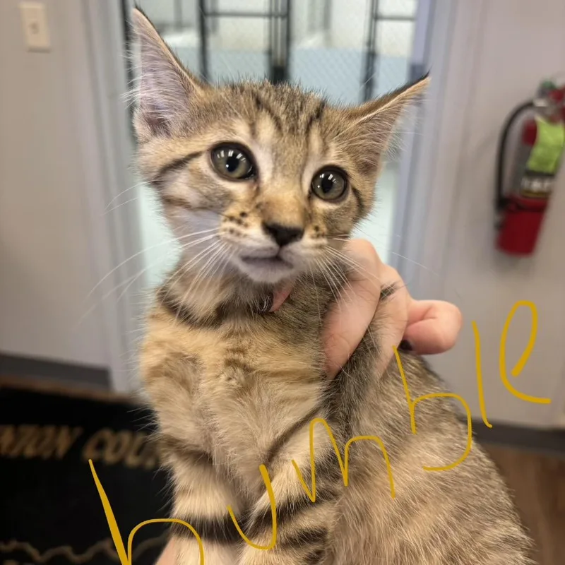 A baby small-sized female Gray / Blue / Silver Domestic Short Hair cat named Bumble for adoption in Morganfield, KY