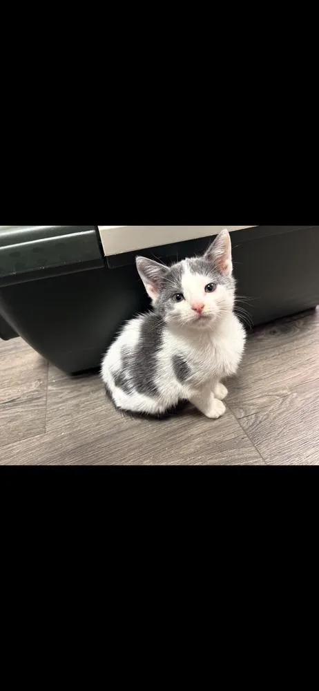 A baby small-sized female Domestic Short Hair cat named Isabella for adoption in Marietta, GA