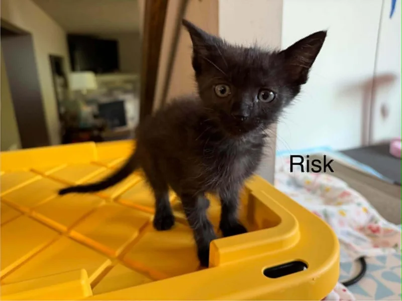 A baby medium-sized male Black Domestic Short Hair cat named Risk for adoption in Omaha, NE