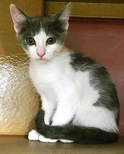 A young small-sized male Domestic Short Hair cat named Titan for adoption in Phoenix, AZ