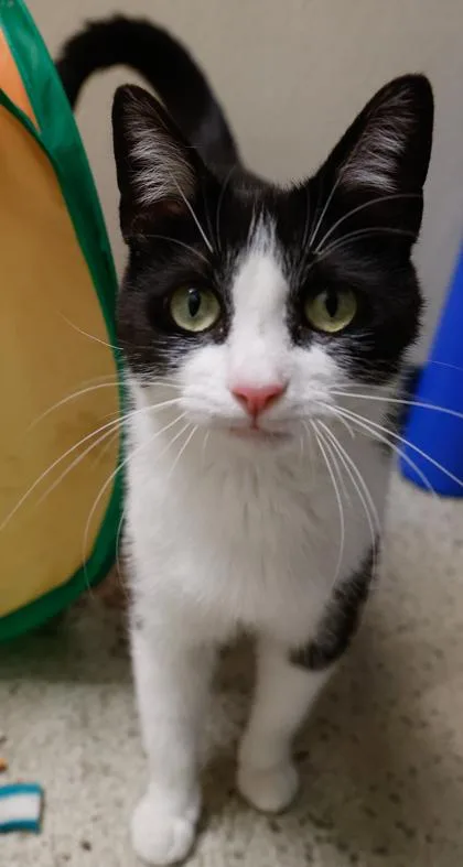 A young medium-sized female Domestic Short Hair cat named Puddles for adoption in Baraboo, WI