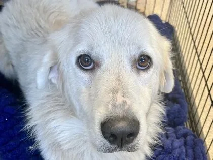 An adult large-sized female White / Cream Mixed Breed dog named Praline for adoption in Georgetown, TX